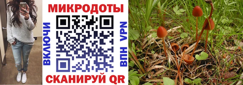 Купить закладки  Удомля  Галлюциногенные грибы Psilocybe 